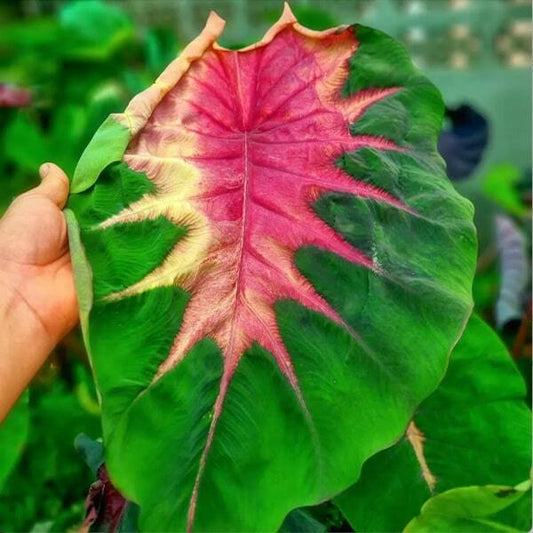 Colocasia RAINBOW BUTTERFLY