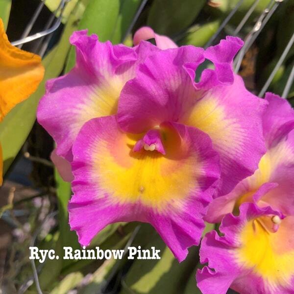 Rhyncatlaelia orchid RYC. RAINBOW PINK
