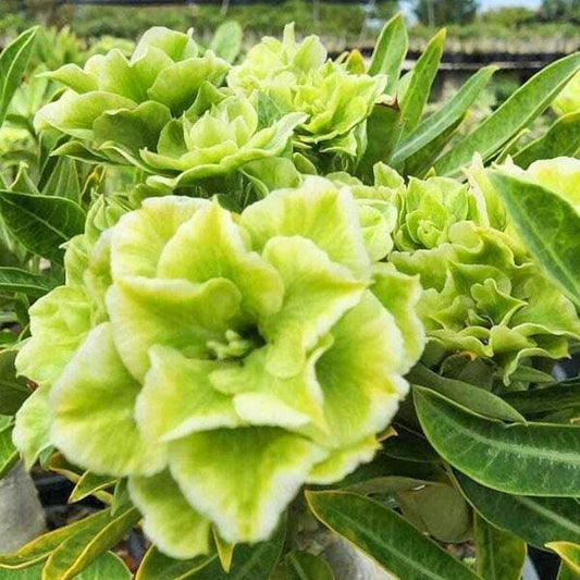 Adenium obesum RAINY JADE
