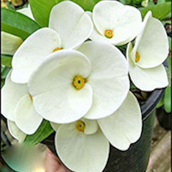 Euphorbia Milii RAMA 1