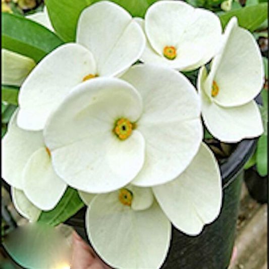 Euphorbia Milii RAMA 1