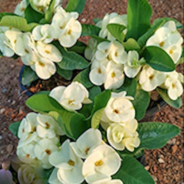 Euphorbia Milii RAMA 9