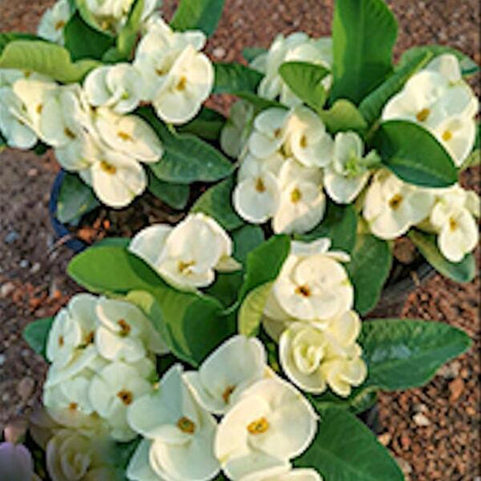 Euphorbia Milii RAMA 9