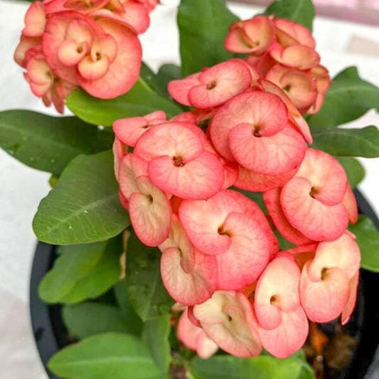 Euphorbia Milii RAM RUAY NGERNTHONG