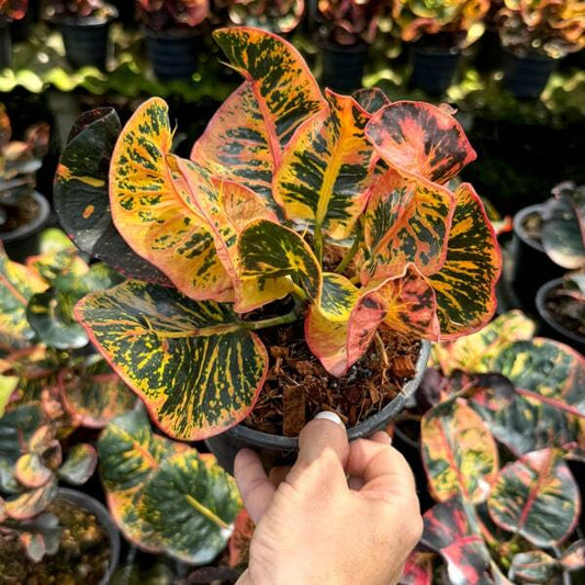 Croton RASIMET