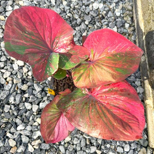 Caladium RASITAN