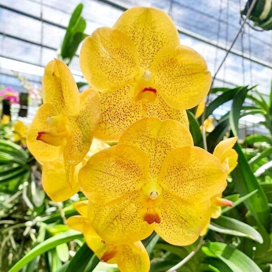 Vanda orchid V RATCHABURI BEAUTY