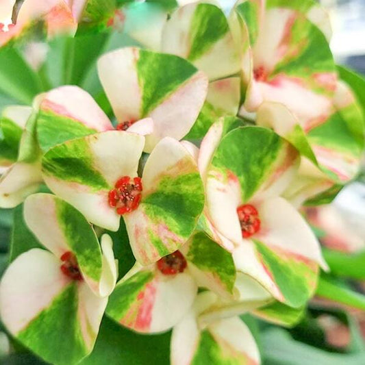 Euphorbia Milii RATREE PDP