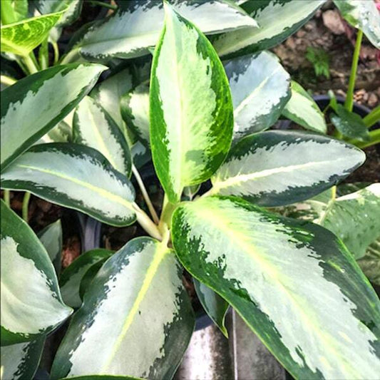 Aglaonema RATSAMEE NGERN
