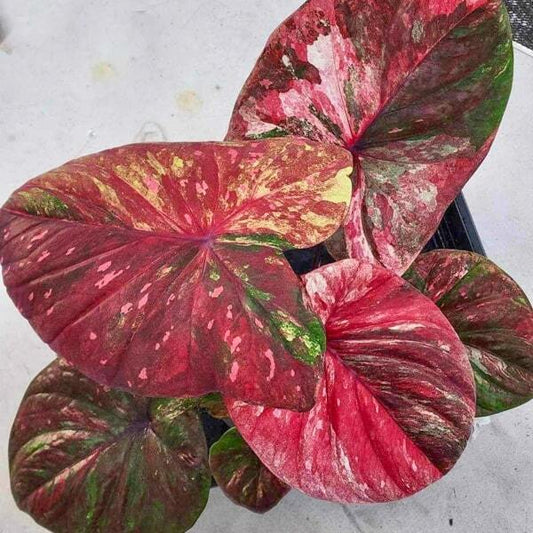 Caladium RATSEEMIN Ð PISCES