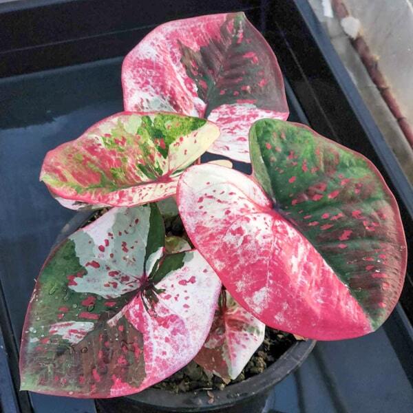 Caladium RATTANA BARAMEE
