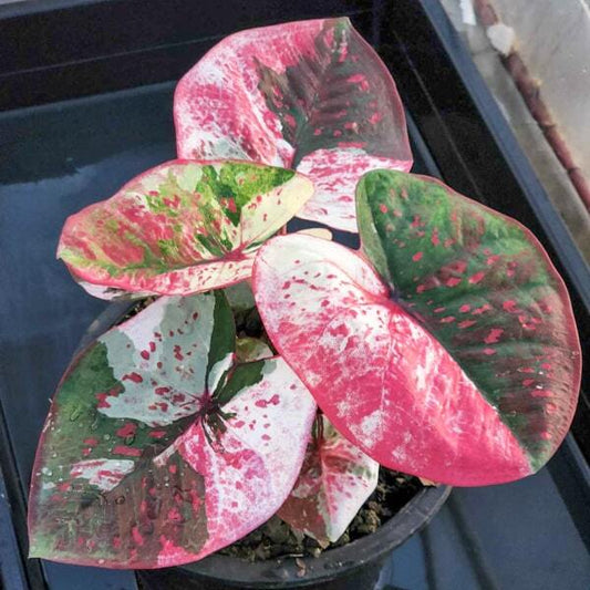 Caladium RATTANA BARAMEE