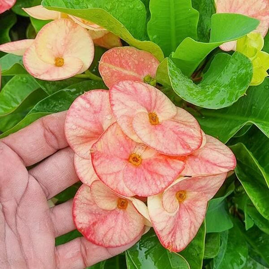 Euphorbia Milii RATTANA CHOTE