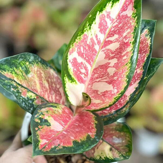 Aglaonema RATTANA RUNG RUEANG VAR