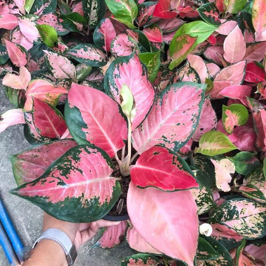 Aglaonema RATTANA RUNG RUEANG