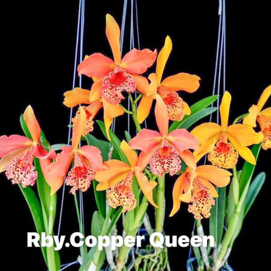 Rhynchobrassoleya orchid RBY. COPPER QUEEN