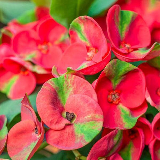 Euphorbia Milii RED DRAGON