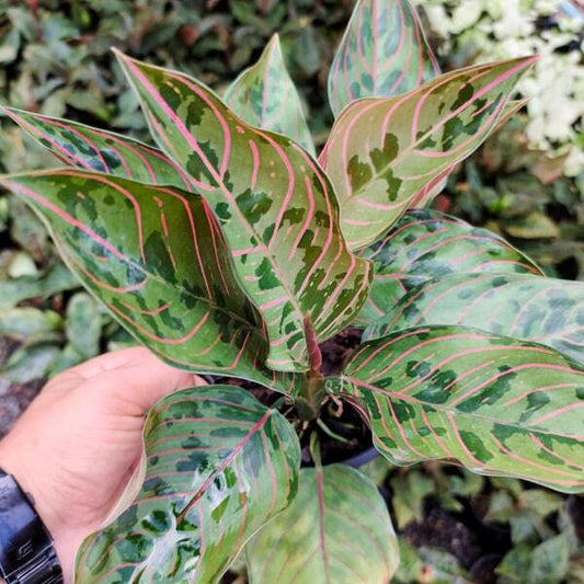 Aglaonema RED ARMY