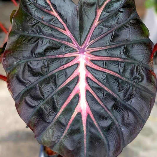Colocasia RED COMET