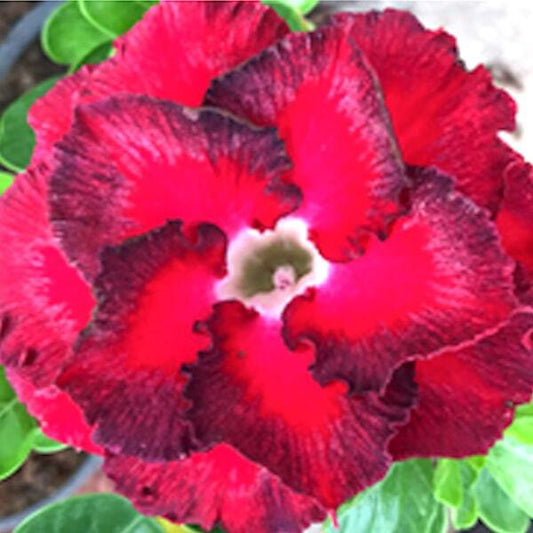 Adenium obesum RED JAKKARD