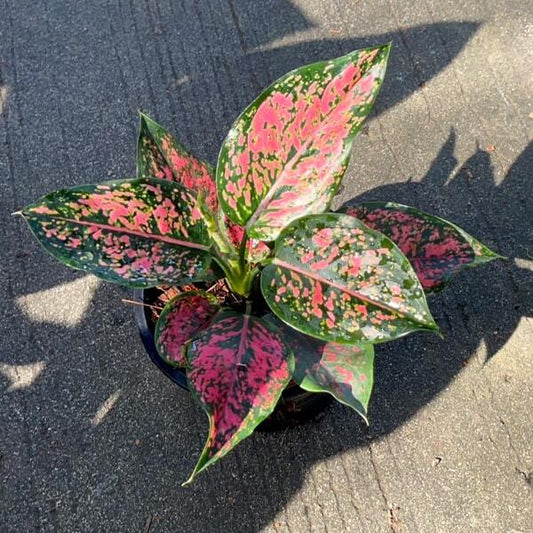 Aglaonema KAMKOON RED