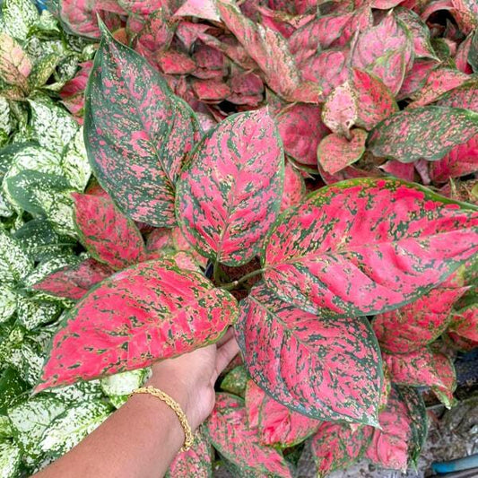 Aglaonema RED MONGKOL