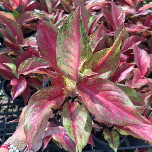 Aglaonema RED MOON