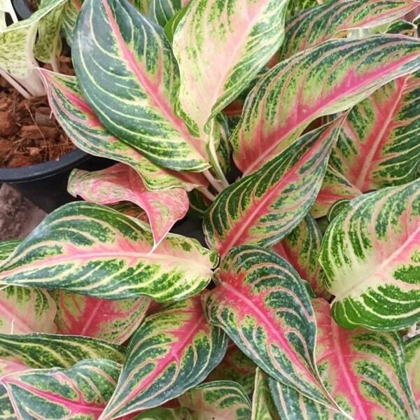Aglaonema RED PANAMA