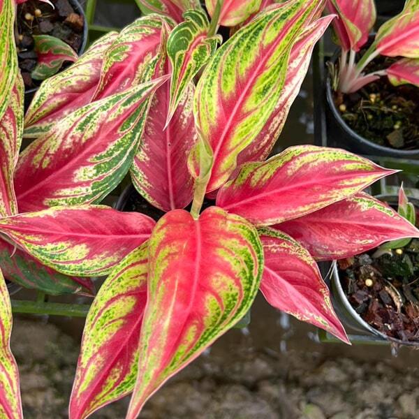 Aglaonema RED PANAMA