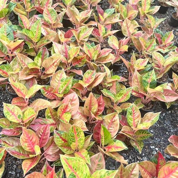 Aglaonema RED SKYLINE