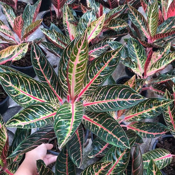 Aglaonema SUMATRA