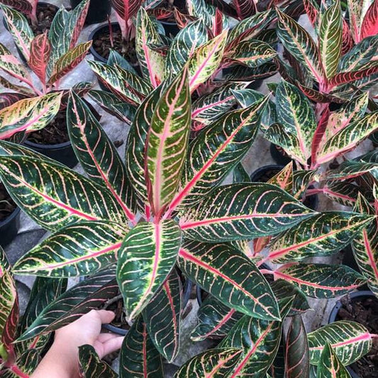 Aglaonema RED SUMATRA