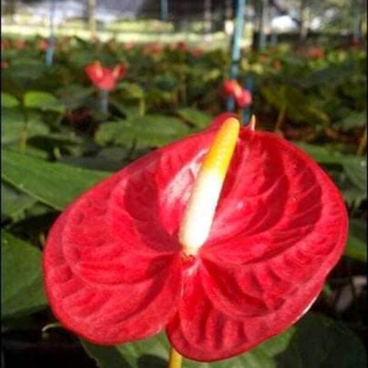 Anthurium andraeanum RED THAI