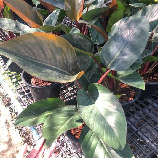 Philodendron RED CONGO