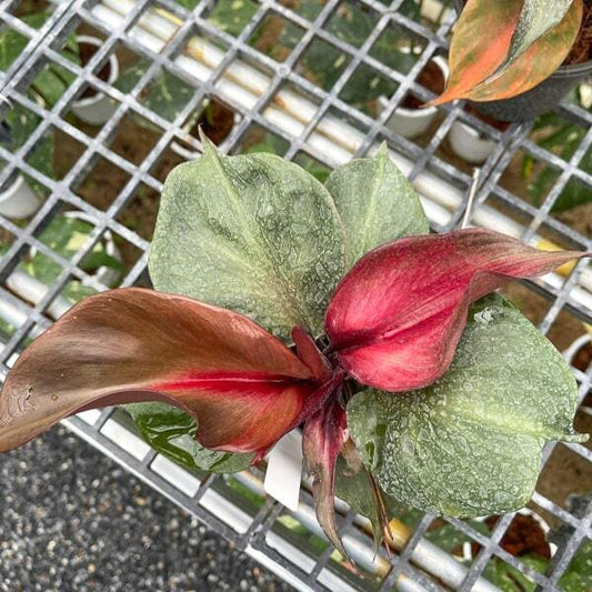 Philodendron RED HEART