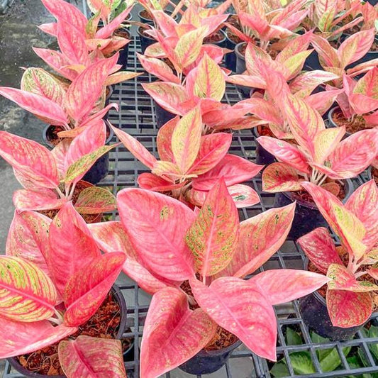 Aglaonema LEGACY RED MUTATION