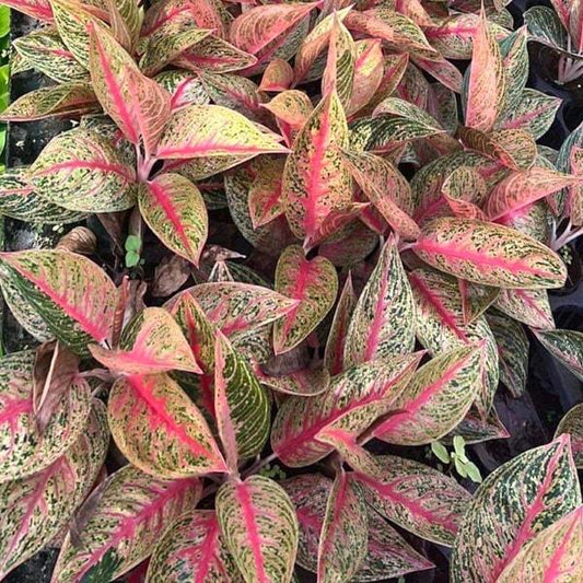 Aglaonema RED LEGACY