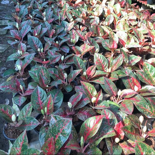 Aglaonema RED STARDUST (RED SABMONGKOL)