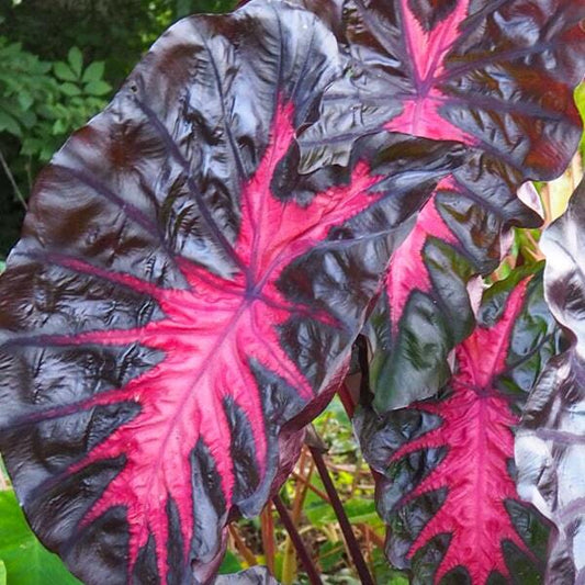 Colocasia REDEMPTION
