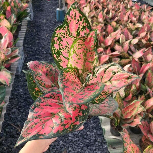 Aglaonema RED ANYAMANEE