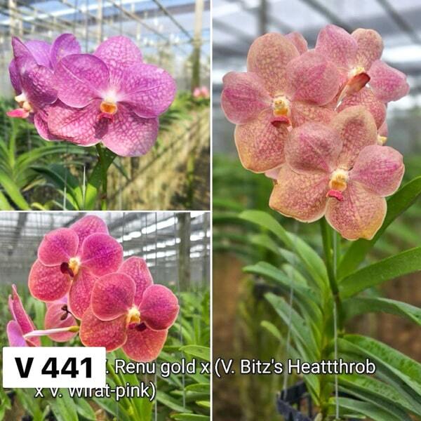 Vanda orchid V RENU GOLD X V BITZS HEARTTHROB V WIRAT PINK #441