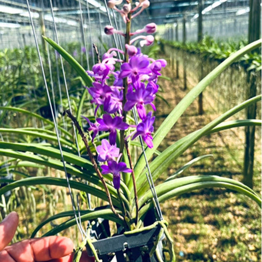 Rhynchostylis orchid RHY COELESTIS X SEIDENFADENIA MITRATA