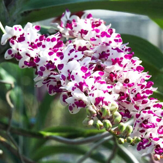 Rhynchostylis orchid RHY GIGANTEA CARTOON