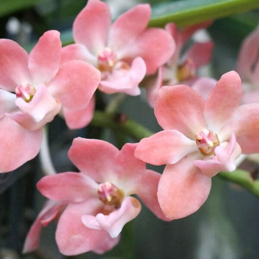 Rhynchostylis orchid RHY GIGANTEA ORANGE