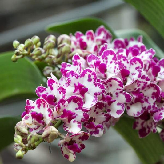 Rhynchostylis orchid RHY GIGANTEA PLY