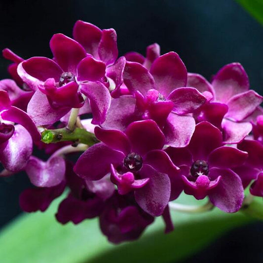 Rhynchostylis orchid RHY GIGANTEA RED