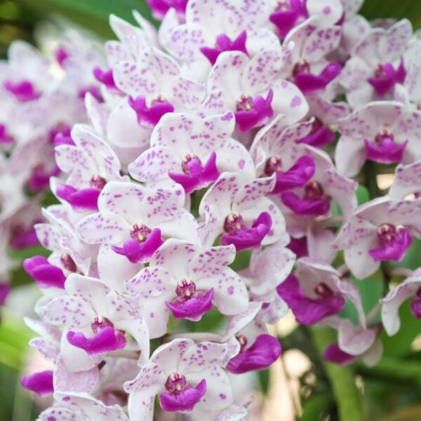 Rhynchostylis orchid RHY GIGANTEA SPOTTED