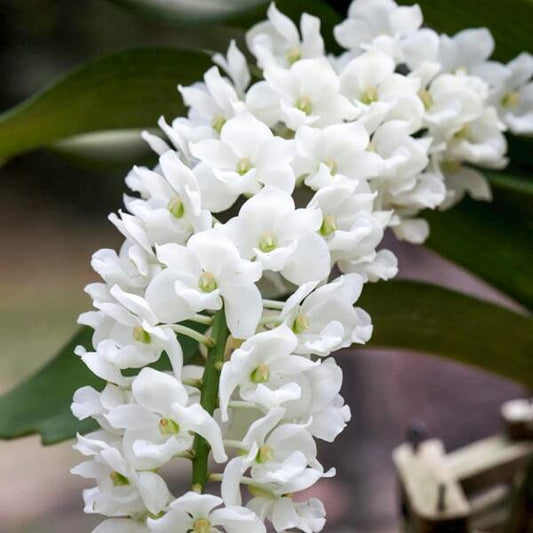 Rhynchostylis orchid RHY GIGANTEA WHITE