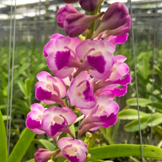 Rhynchostylis orchid RHY COELESTIS X AER LAWRENCEA