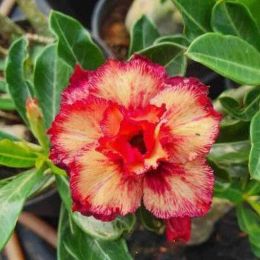 Adenium obesum RIPE ORANGE